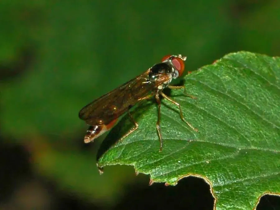 The Baccha elongata card