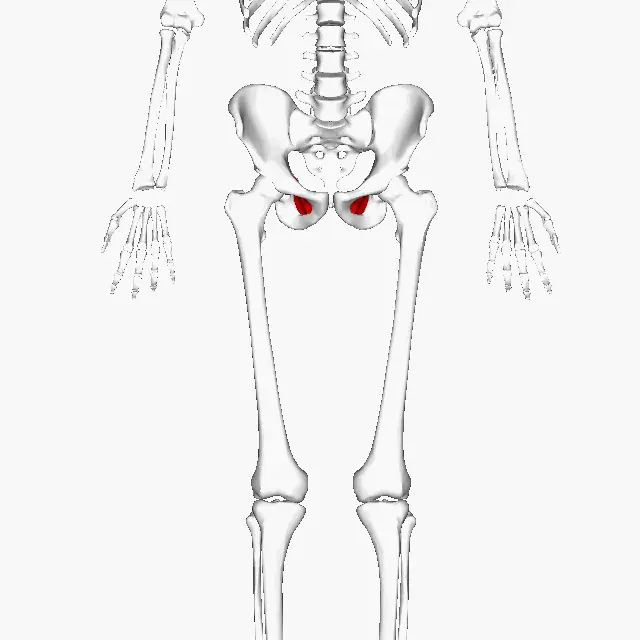La carte Muscle obturateur interne