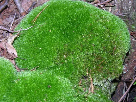 La carte Leucobryum glaucum