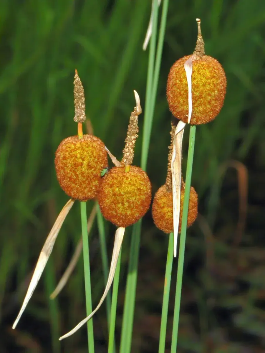 La carte Typha minima