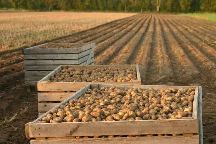 The Genetically modified crops card