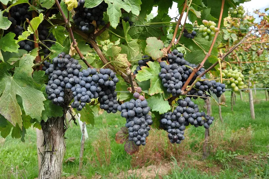 The Pinotage card