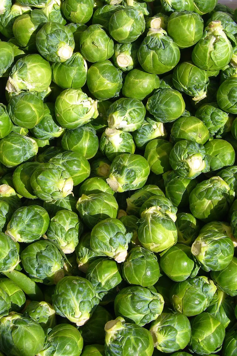 La carte Chou de Bruxelles