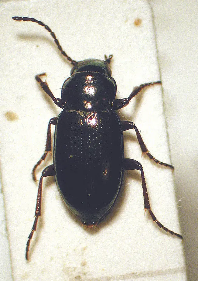 La carte Trachypachidae