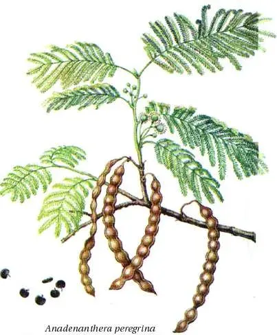 La carte Anadenanthera peregrina