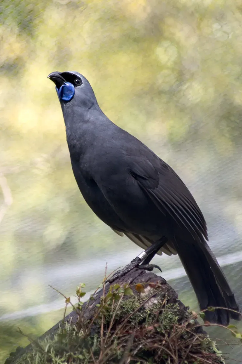 The Kōkako card
