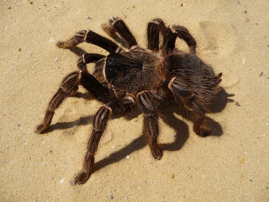 The Lasiodora parahybana card