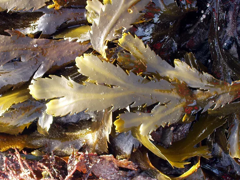 La carte Fucus serratus