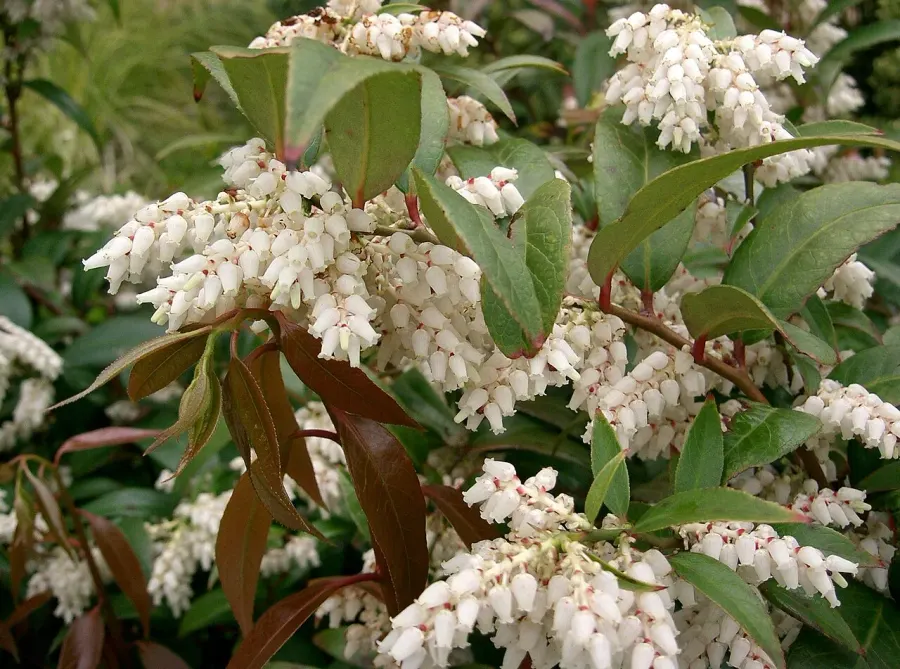 La carte Leucothoe
