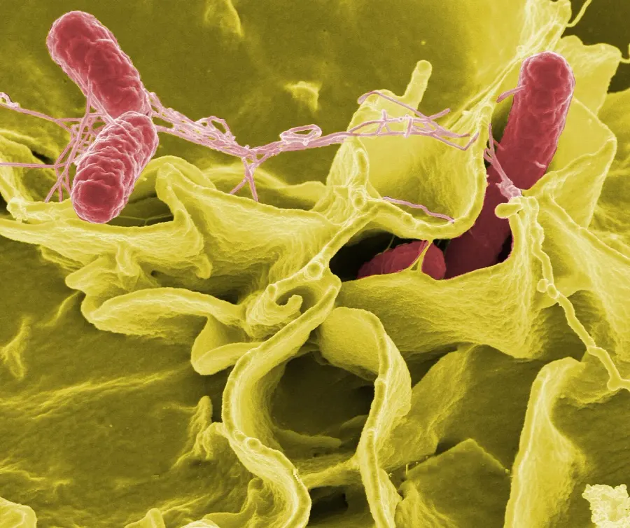 La carte Salmonella