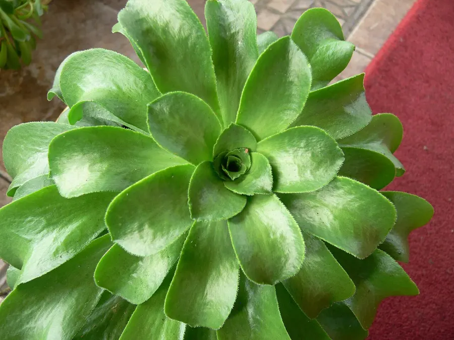 La carte Aeonium glutinosum