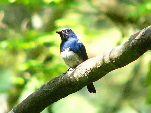 The Cyanoptila card