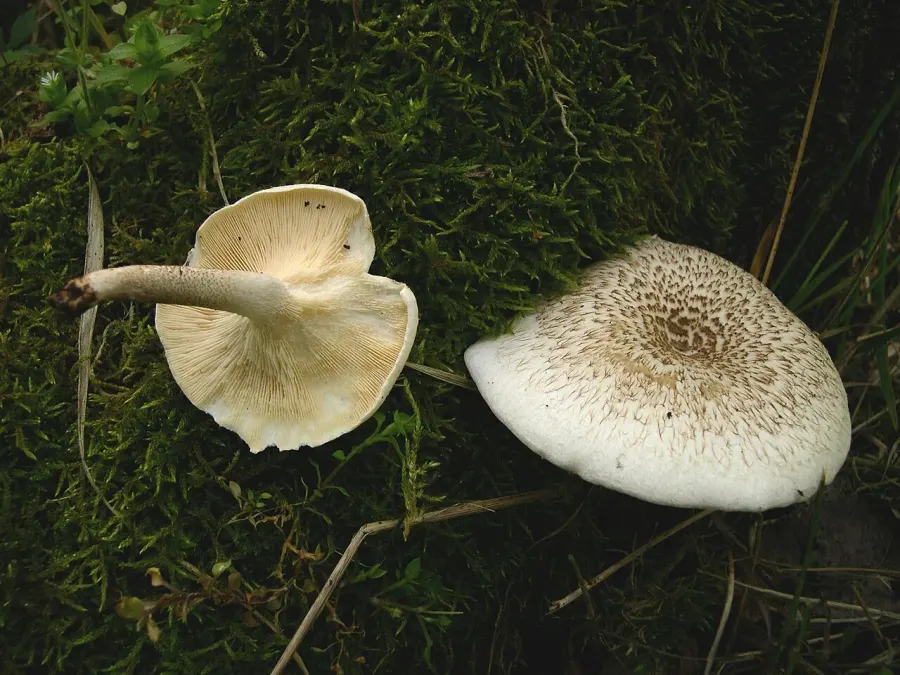 The Lentinus tigrinus card