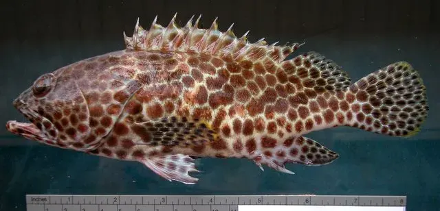 La carte Epinephelus merra