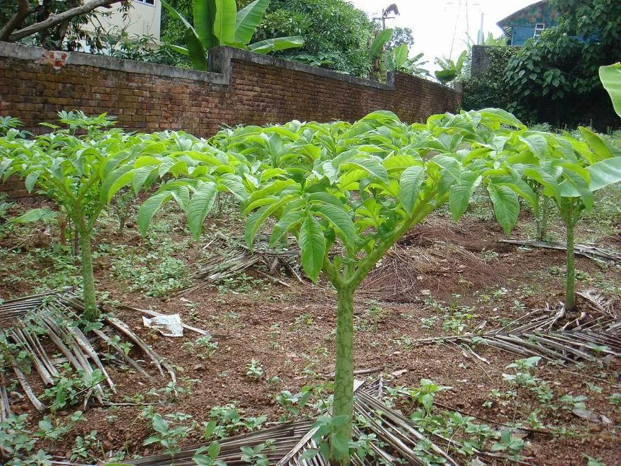 La carte Amorphophallus paeoniifolius