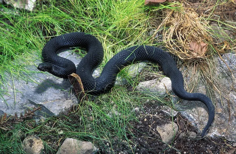 La carte Vipera nikolskii
