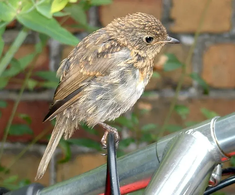 The Juvenile card