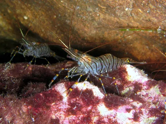 The Shrimp card