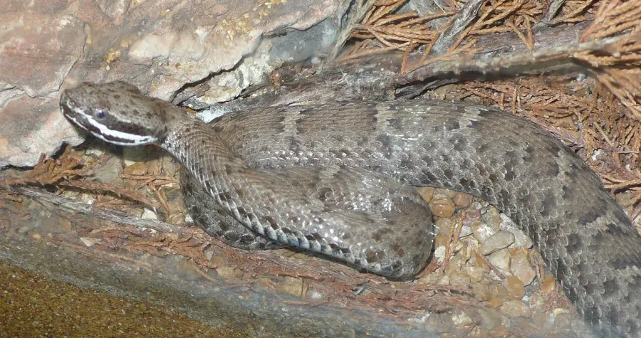 The Crotalus willardi card