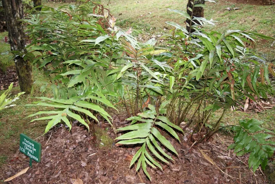 The Tectariaceae card