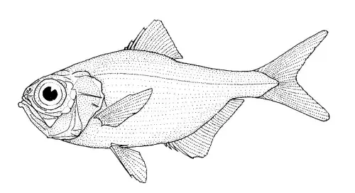 La carte Béryx long