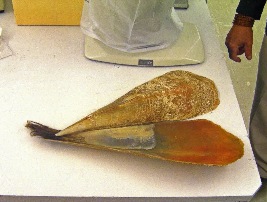 La carte Pinnidae