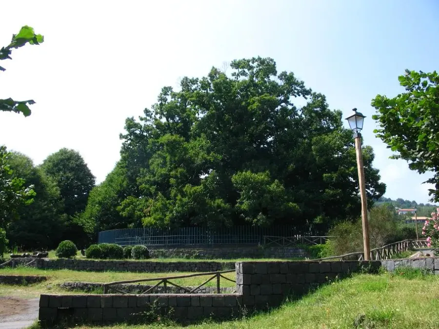 The Hundred Horse Chestnut card
