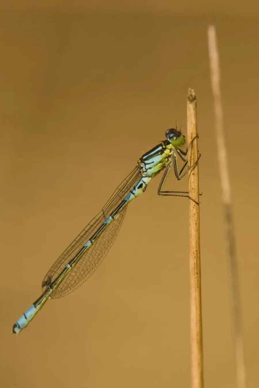 La carte Coenagrion lunulatum