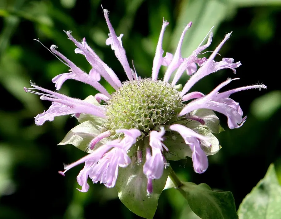 The Monarda fistulosa card