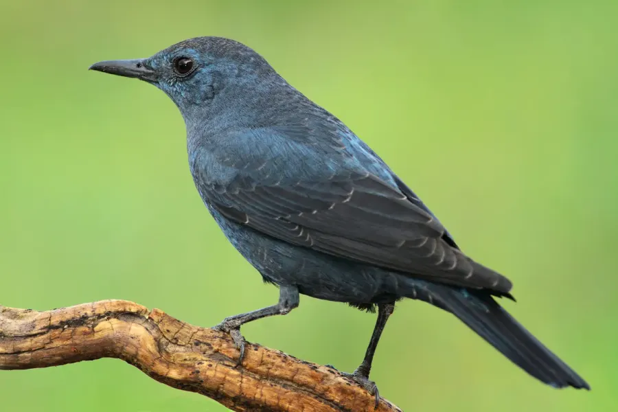 The Blue rock thrush card