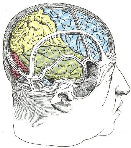 The Hemispatial neglect card