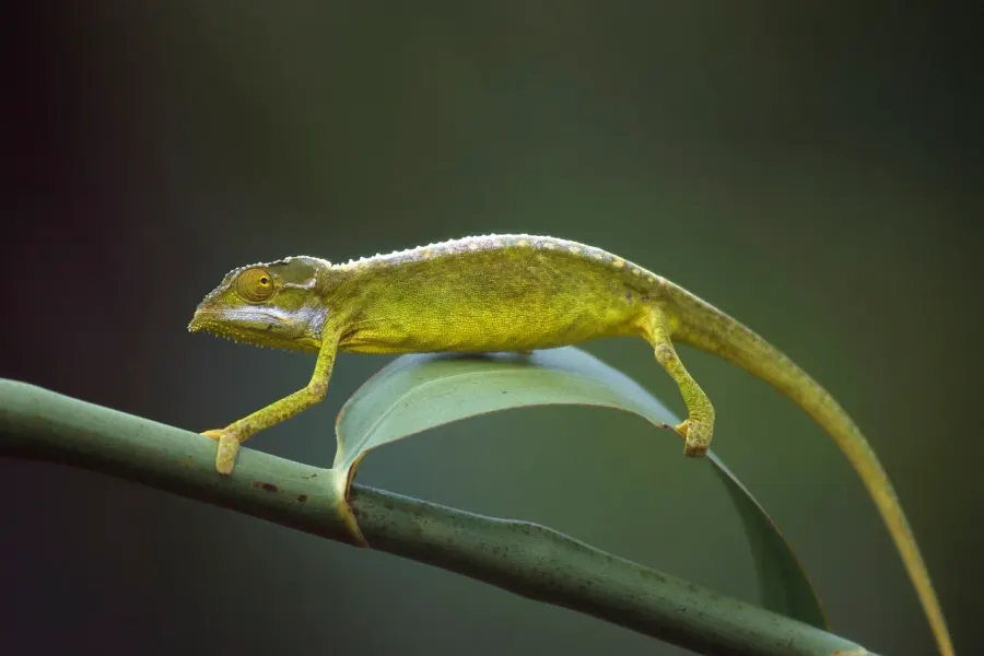 The Tiger chameleon card