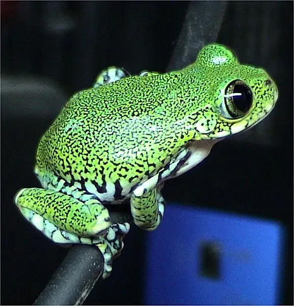 The Leptopelis vermiculatus card