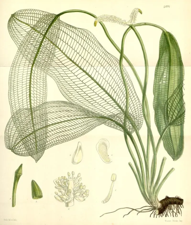 La carte Aponogeton madagascariensis