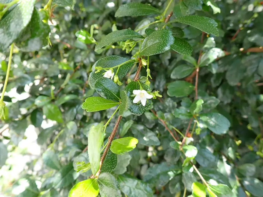 The Ehretia microphylla card
