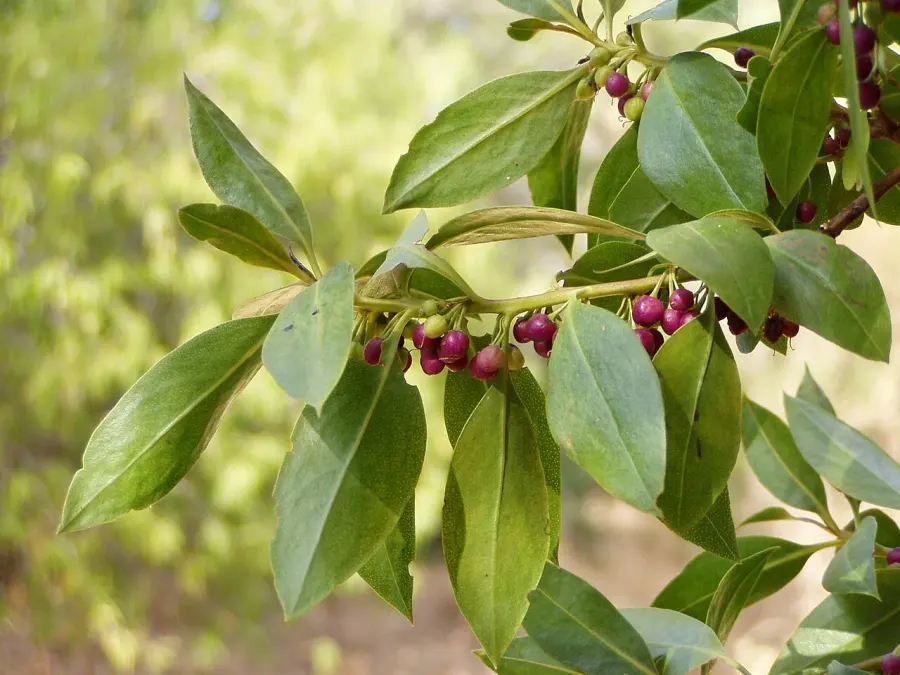 The Myoporum laetum card