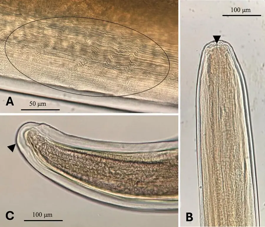 The Filariidae card