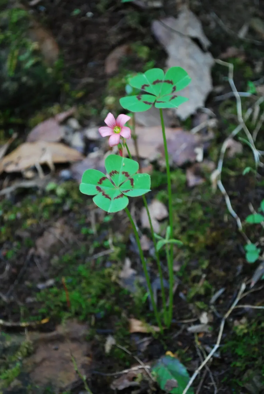 The Oxalis tetraphylla card