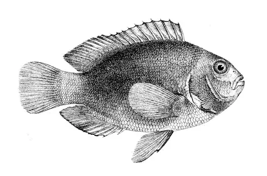 La carte Amphiprion ephippium