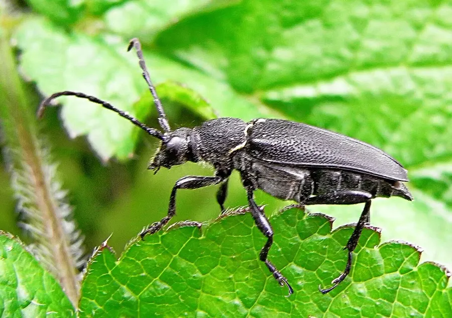 The Stictoleptura scutellata card