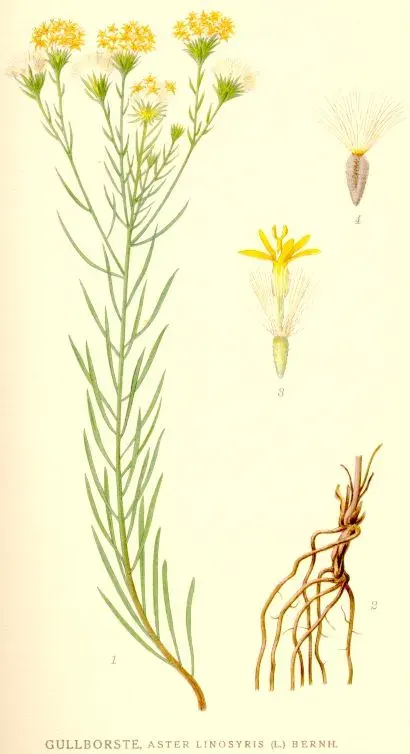 The Galatella linosyris card