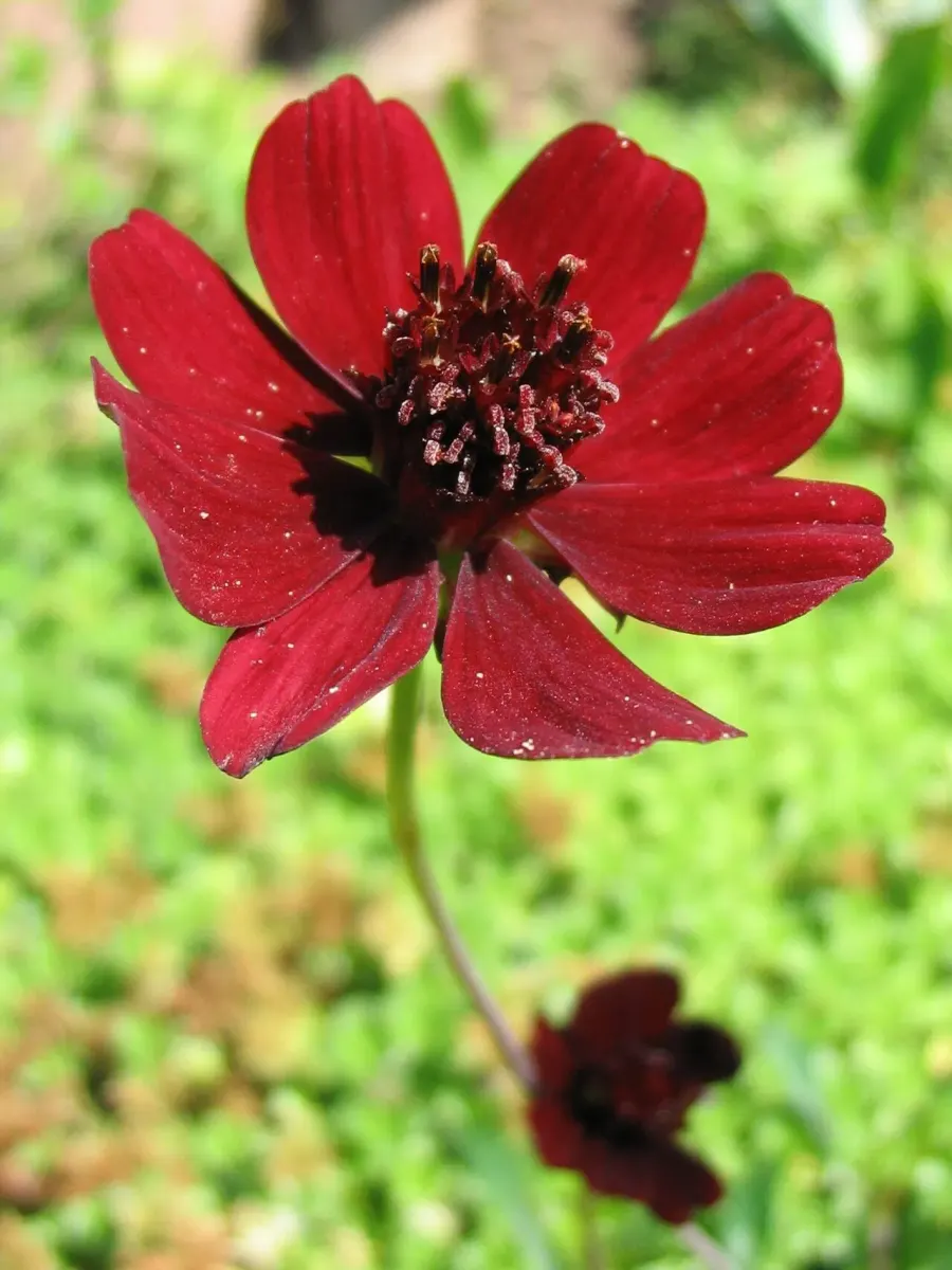 La carte Cosmos atrosanguineus