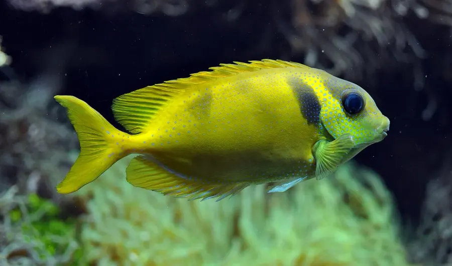 The Blue-spotted spinefoot card