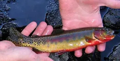 La carte Truite dorée