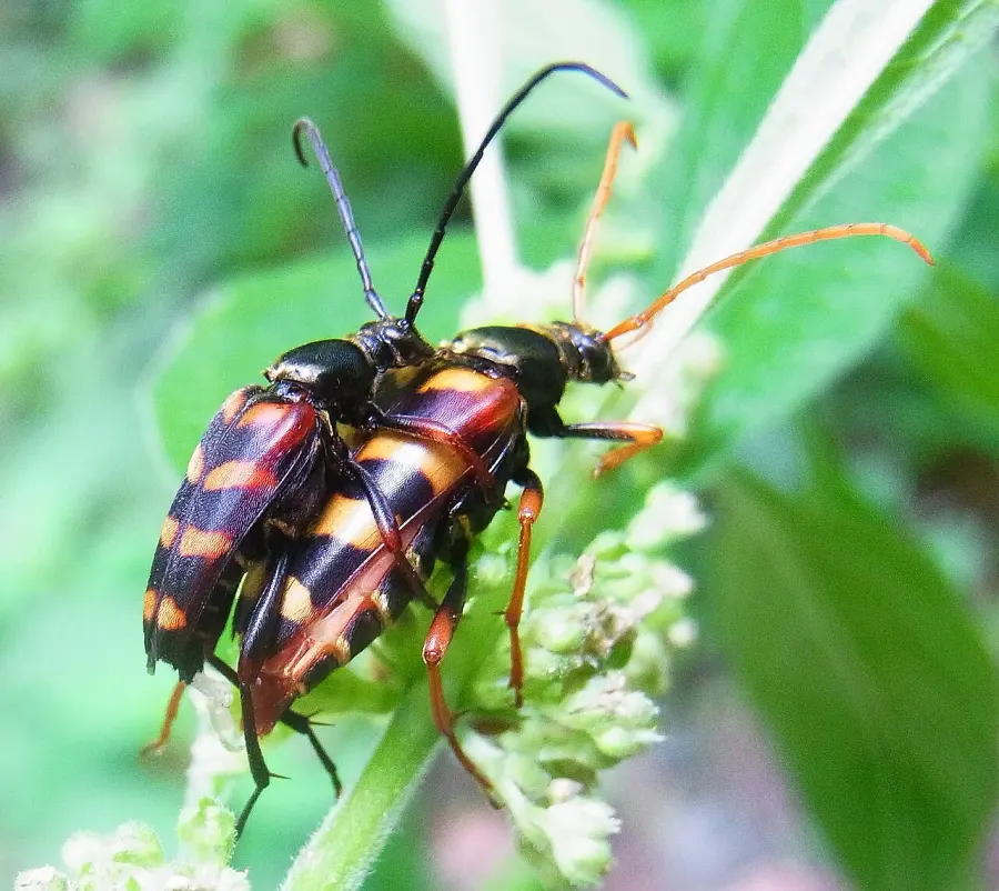 La carte Leptura aurulenta