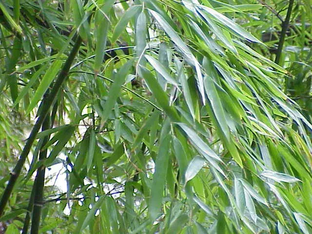 La carte Phyllostachys aurea