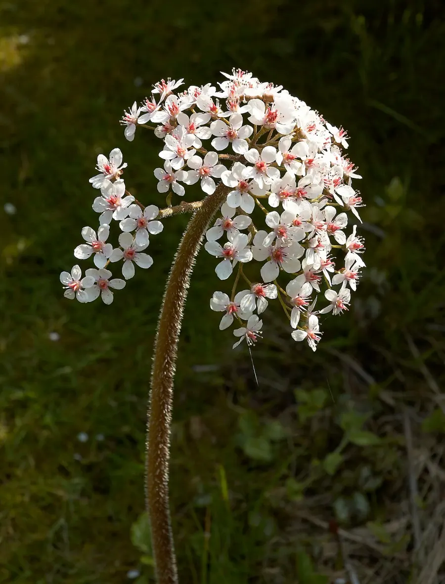 The Darmera peltata card
