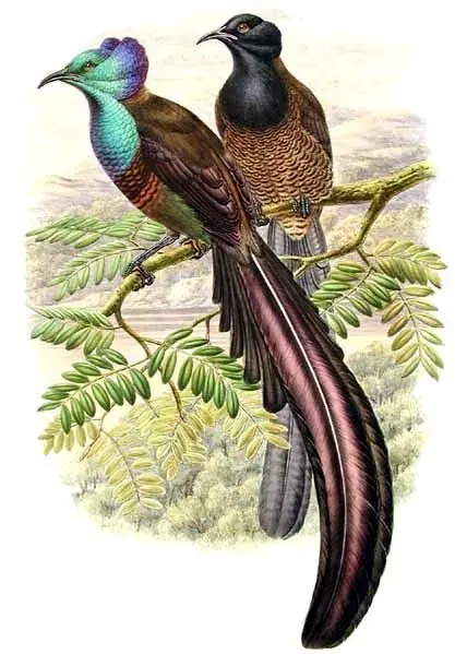 La carte Astrapia