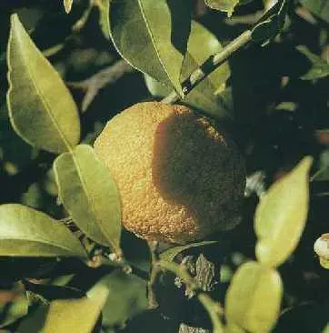 The Citrus cavaleriei card