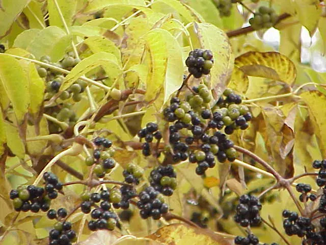 La carte Phellodendron
